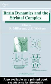 Brain dynamics and the striatal complex