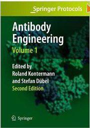 Antibody engineering