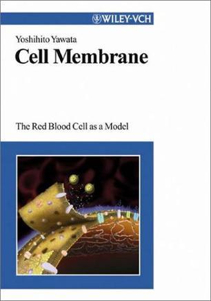 Cell membrane the red blood cell as a model