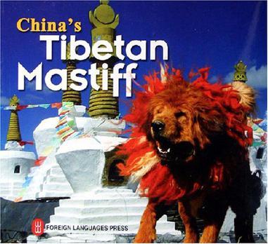 China's tibetan mastiff