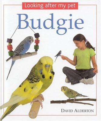 Budgie