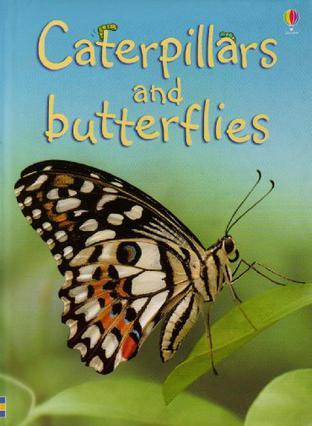 Caterpillars and butterflies