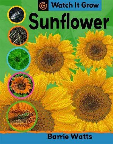 Sunflower /