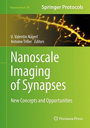 Nanoscale imaging of synapses : new concepts and concepts /