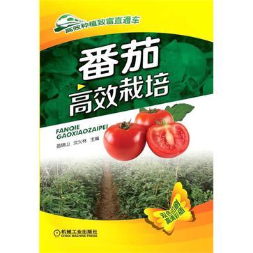 番茄高效栽培