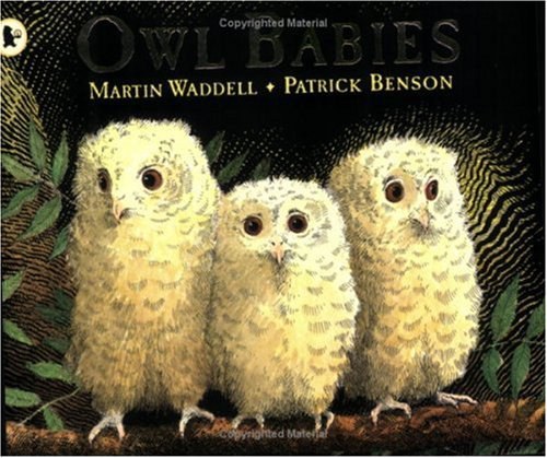 Owl babies /
