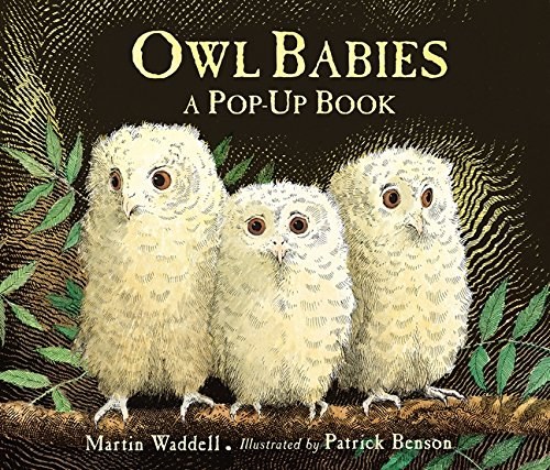 Owl babies /